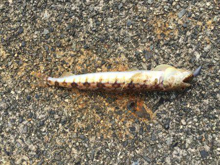 台風前ショアジギ