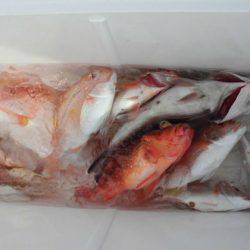 大進丸(新潟) 釣果