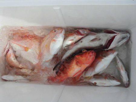 大進丸(新潟) 釣果