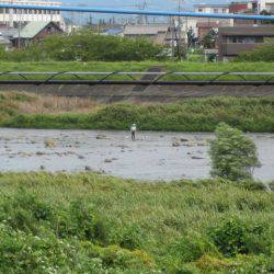 狩野川(狩野川漁業協同組合) 釣果