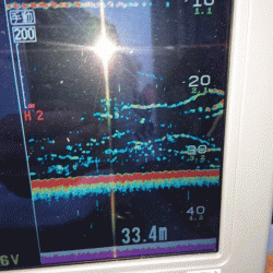 遊漁船ブルーウッズ 釣果