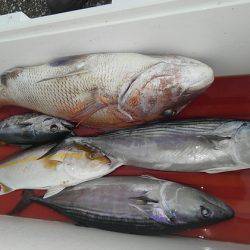 遊漁船 新鋭丸 釣果