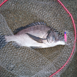 チヌのトップゲーム