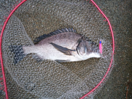 チヌのトップゲーム