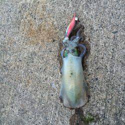 マッタリエギング