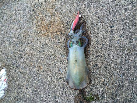 マッタリエギング