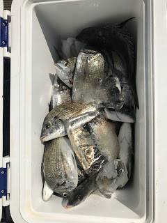 バラモン1号 釣果