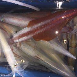 幸風（さちかぜ） 釣果