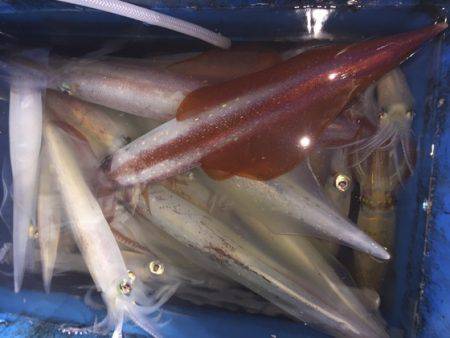 幸風（さちかぜ） 釣果