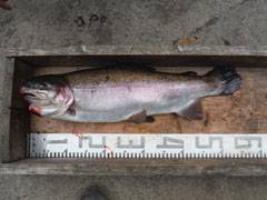 すそのフィッシングパーク 釣果