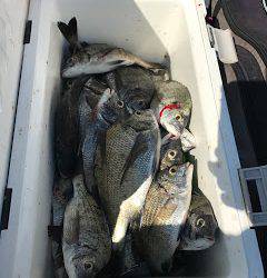 バラモン1号 釣果