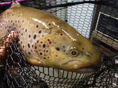 すそのフィッシングパーク 釣果