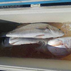 遊漁船 新鋭丸 釣果