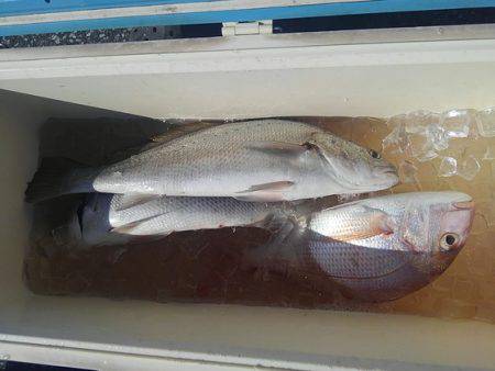 遊漁船 新鋭丸 釣果