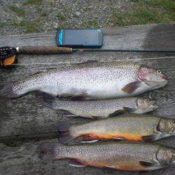 高萩ふれあいの里フィッシングエリア 釣果