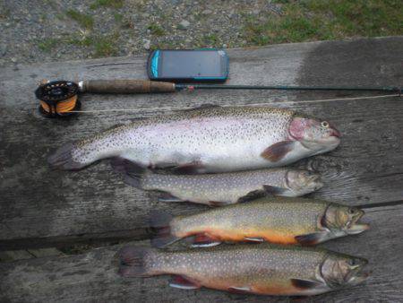 高萩ふれあいの里フィッシングエリア 釣果