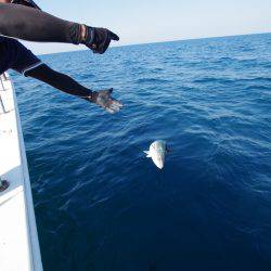 オーシャンズ 京都 釣果