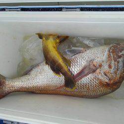 遊漁船 新鋭丸 釣果