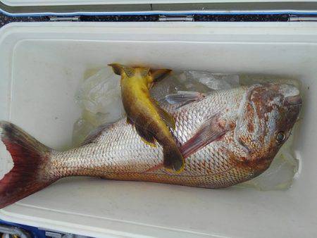 遊漁船 新鋭丸 釣果