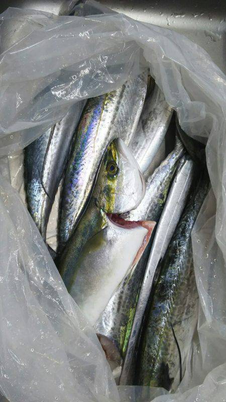 初のハマチ？ツバス？