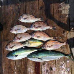 由良海上釣り堀 海人 釣果