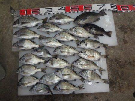 のとじま臨海公園海づりセンター 釣果