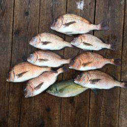 由良海上釣り堀 海人 釣果