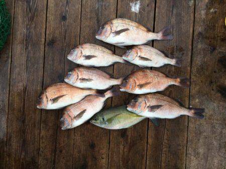 由良海上釣り堀 海人 釣果