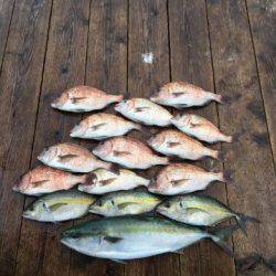 由良海上釣り堀 海人 釣果