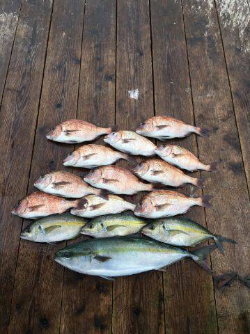 由良海上釣り堀 海人 釣果