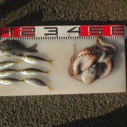 のとじま臨海公園海づりセンター 釣果