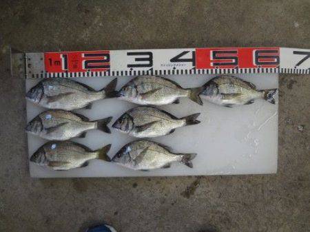 のとじま臨海公園海づりセンター 釣果