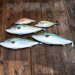 由良海上釣り堀 海人 釣果