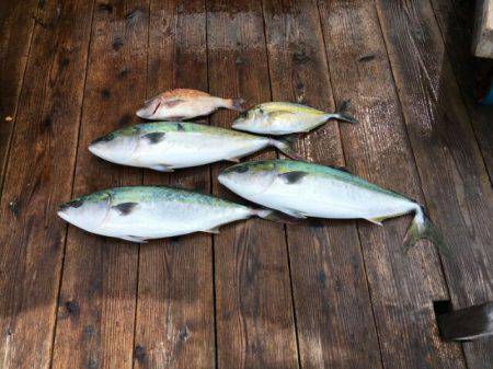 由良海上釣り堀 海人 釣果