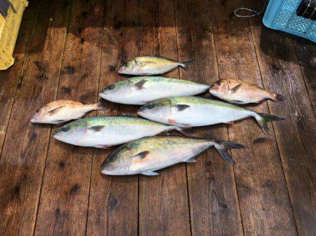 由良海上釣り堀 海人 釣果