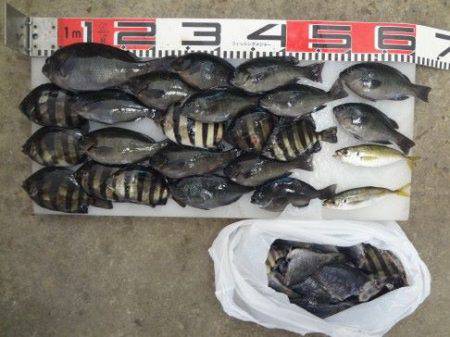 のとじま臨海公園海づりセンター 釣果