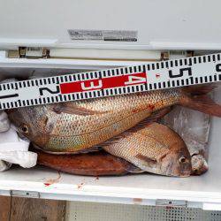 釣り船くわだ 釣果