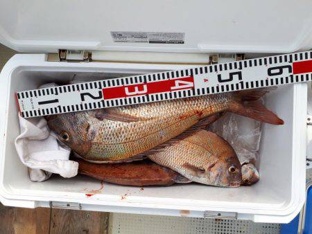 釣り船くわだ 釣果