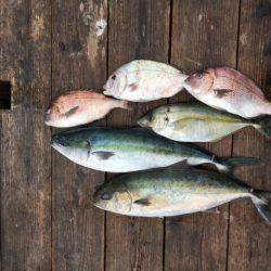 由良海上釣り堀 海人 釣果