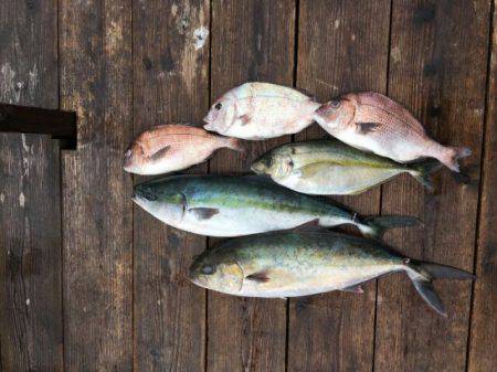 由良海上釣り堀 海人 釣果