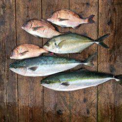 由良海上釣り堀 海人 釣果