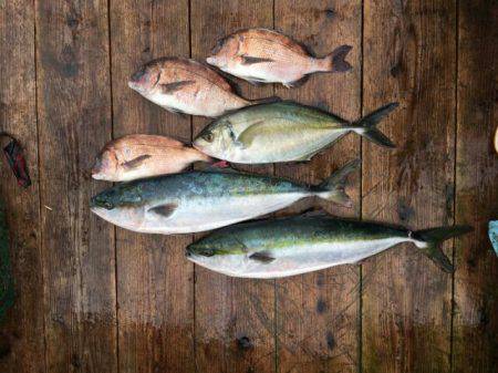 由良海上釣り堀 海人 釣果