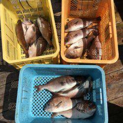 由良海上釣り堀 海人 釣果