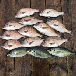 由良海上釣り堀 海人 釣果