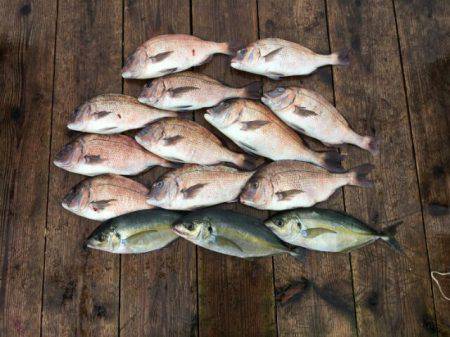 由良海上釣り堀 海人 釣果