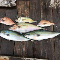 由良海上釣り堀 海人 釣果