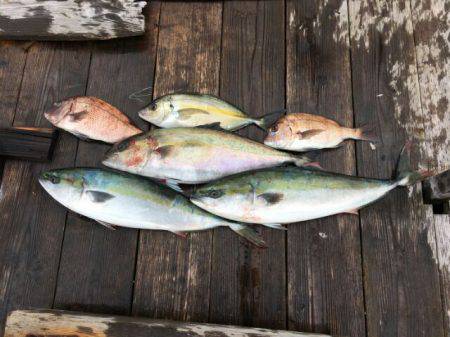 由良海上釣り堀 海人 釣果