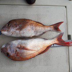 釣り船くわだ 釣果