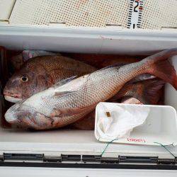 釣り船くわだ 釣果