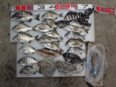 のとじま臨海公園海づりセンター 釣果